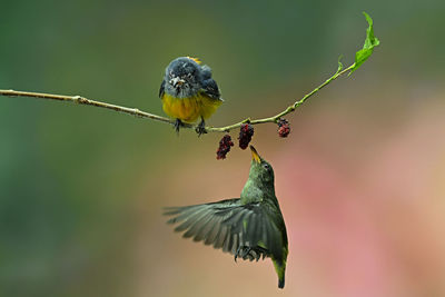 Close-up of bird flying