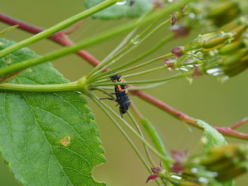 Close-up of insect on leaf