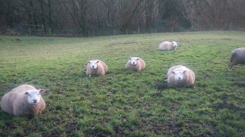 Sheep on field