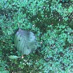 High angle view of butterfly on plants