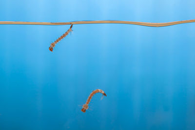 Close-up of fishes swimming in sea