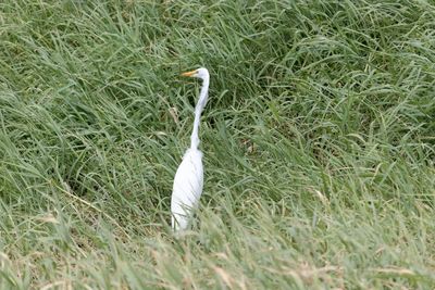 High angle view of bird on field