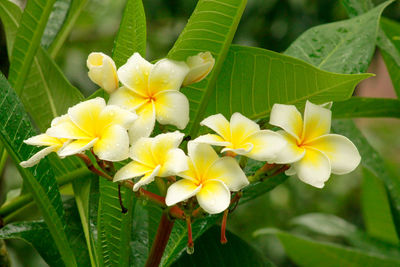 Close-up of frangipani blooming outdoors