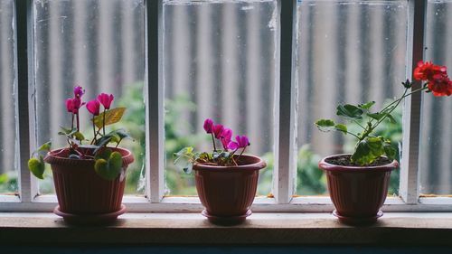 Potted plants on window sill