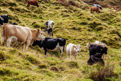 Cows in a field