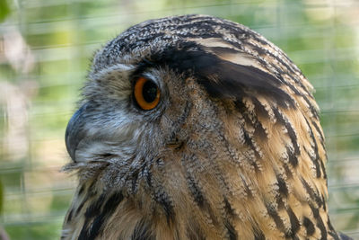 Close-up of eagle