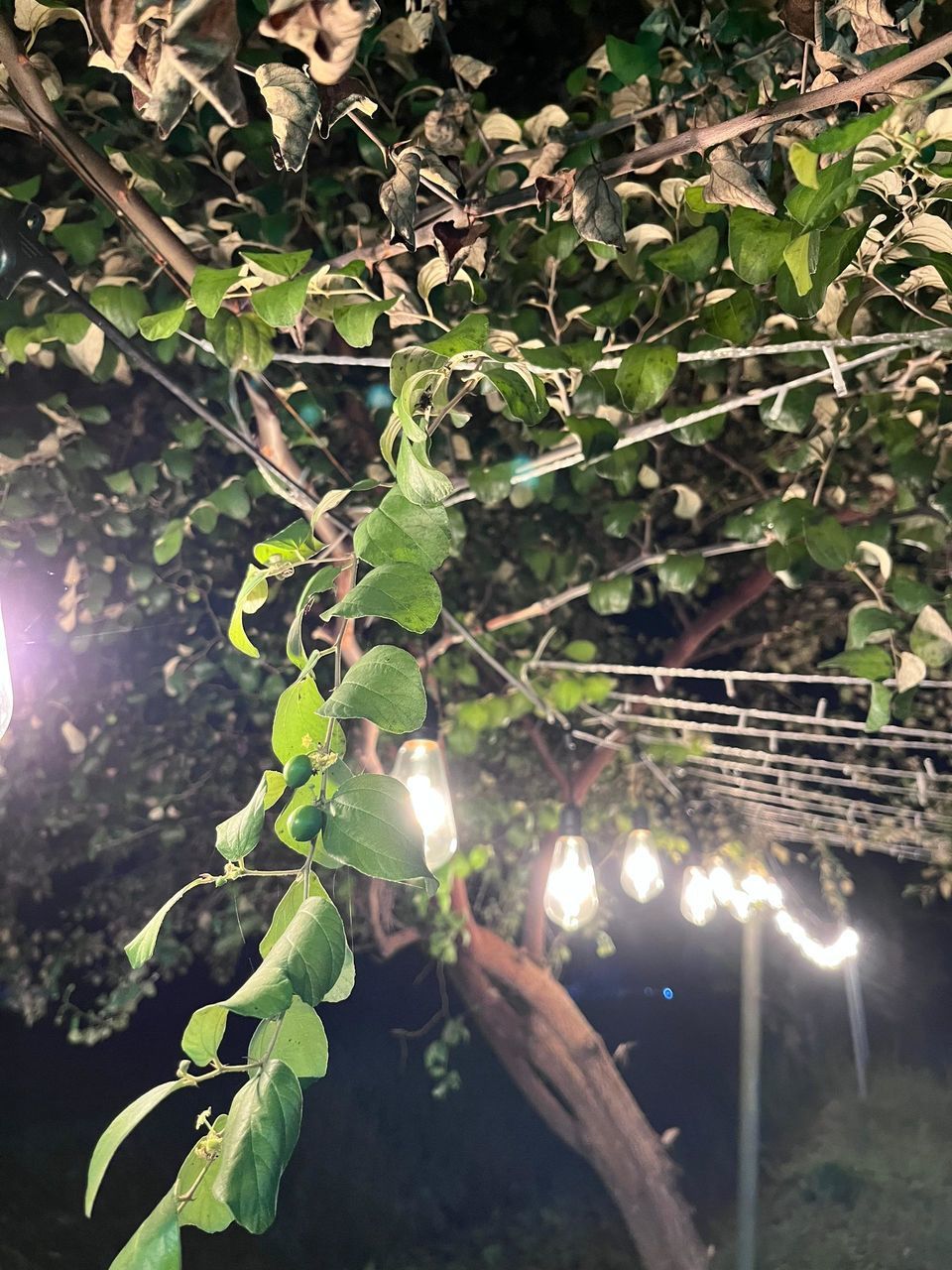 plant, tree, nature, branch, growth, leaf, plant part, flower, green, no people, sunlight, outdoors, produce, lens flare, beauty in nature, illuminated, day, food and drink, food, freshness, land, healthy eating, fruit