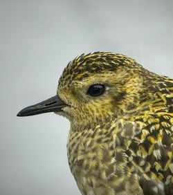 Close-up of a bird