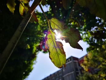 Low angle view of leaves hanging on branch against sky
