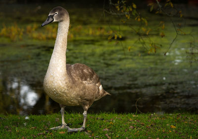 Duck on a field