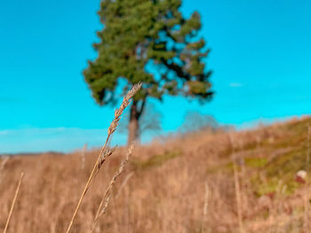 Close-up of plant on field against blue sky