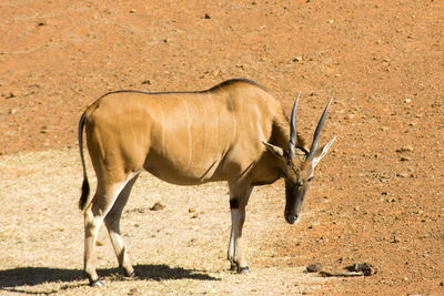 Side view of horse on field