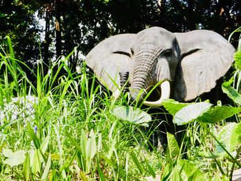 View of elephant on field