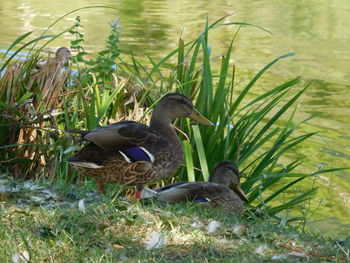Mallard duck on lake