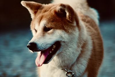 Close-up of dog looking away