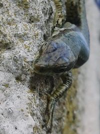 Close-up of turtle on rock