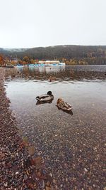 View of crab on beach