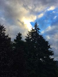 Low angle view of silhouette tree against sky