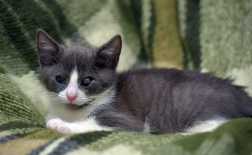 Close-up portrait of a cat