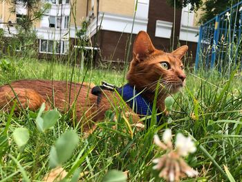 Full length of a cat looking away