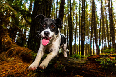 Border jack puppy jumping over small log