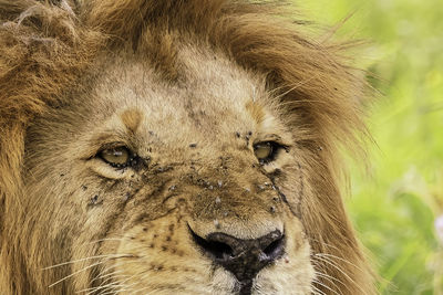 Lion head close up with flies on it, taken at massai mara march 2022