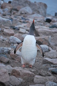 Close-up of bird on rock