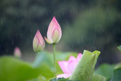 Close-up of pink lotus water lily