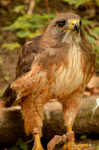 Close-up of an animal