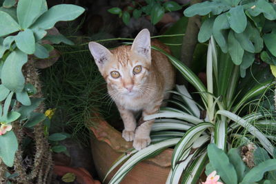 Portrait of a cat