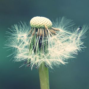 Close-up of dandelion on plant