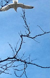 Low angle view of birds perching on bare tree against sky