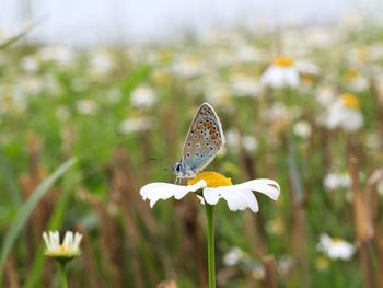 Butterfly pollinating on flower