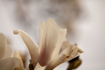 Close-up of white lily on plant