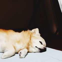 Close-up of a dog sleeping