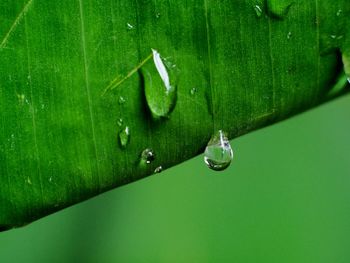 Close-up of raindrops on leaf