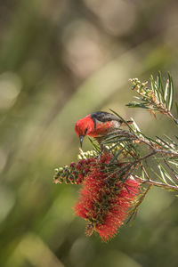 Close-up of bird on red flower