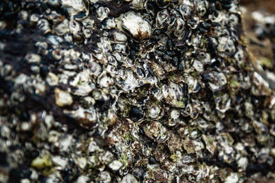 Close-up of insect on tree trunk