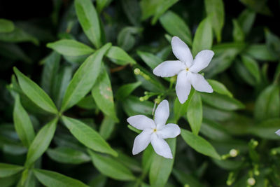 Close-up of white flowering plants