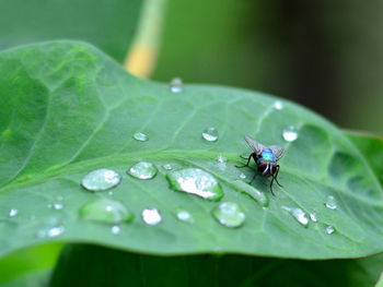 Close-up of insect on wet leaves