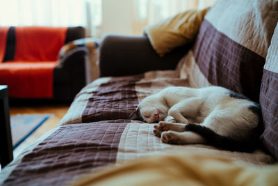 Cat sleeping on sofa at home