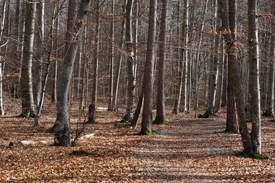 Trees growing in forest