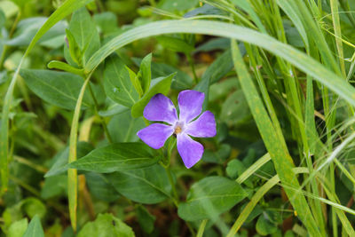 Close-up of purple flowering plant