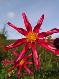 Close-up of red flower on field against sky