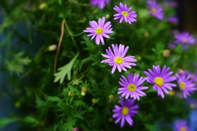 Close-up of purple flowers