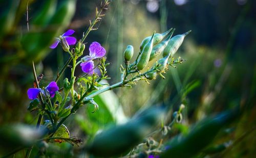 Close-up of purple flowering plant