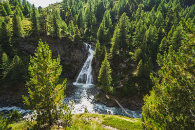 Scenic view of waterfall in forest