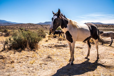 Spotted appaloosa wild horse in herd in nevada desert