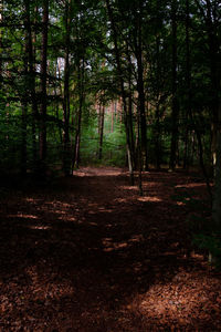 Trees growing in forest