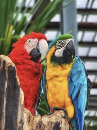Close-up of two parrots perching on leaf